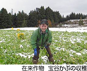 在来作物 宝谷かぶの収穫