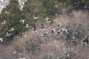 21FF9C8B-0B53-44CF-A1A5-FC43C04FABF8_1_105_c