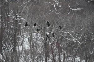 742058C3-F320-4A75-9FB5-2EBEED8AFD0D_1_105_c