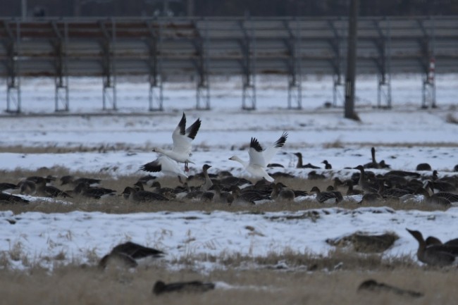 B11806C3-EB70-42A5-810B-0BEC8DB6555E_1_105_c