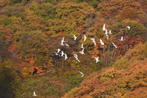 BDF31029-B0E1-42AE-98F8-CDCB239FDB43_1_105_c