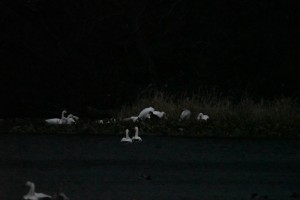 F89A145D-0EB3-457D-A7EF-EFCEA47B8BFB_1_105_c